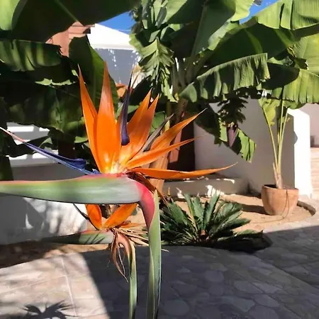 Gezellige Met Prachtig Zicht En Zwembad * Arona (Tenerife)
